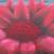 Blüte von