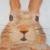 RABBIT von STUDIO ARTIST