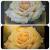 One Champagne Rose von NotYetPicasso