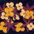 Flowers in Space von