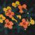 Flowers in Space von