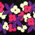 Flowers in Space von
