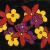 Flowers in Space von
