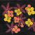 Flowers in Space von