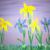 Gelbe und blaue Iris von
