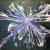 Blume von