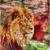 lion__Vegetables von
