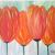 Fünf Tulpen von