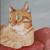 Kater Marty von