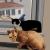 Djouser, Buddy and a curious pigeon von