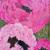 Blumen2 von