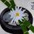 Ikebana von
