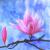 Magnolie von