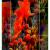 Florales von GeSche