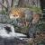 Fuchs am Wasserfallklein.jpg von Mario Hannemann