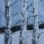 Winterbirken von