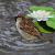 Sparrow von