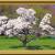 Magnolien von Reubild