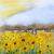 Sunflower Field von