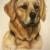 goldenretrieverpastell.jpg von