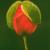Mohnknospe von