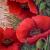Klatschmohn von GH