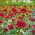 Wiese in rot von GH