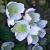 Jasminblüten von GH