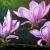 Magnolien von GH