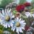 Sommerwiese von GH
