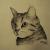 Katze Felix von Bernett