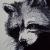 Waschbär von Bernett
