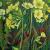 Schlüsselblume (Primula veris) von GH