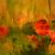 DSCN1350.JPG von