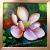Macro Magnolie von