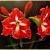 Amaryllis1.jpg von