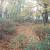 Herbst im Park von