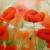 Sommermohn von
