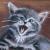 Fauchende Katze von