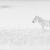 Steppe von