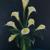 Calla von