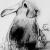 Osterhase, easter bunny von gisela
