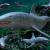 Haie / Sharks von robolotion