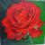 meine Rose mit Wassertropfen von Juste