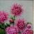 Dahlien von GH