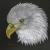 Weißkopfseeadler von AS