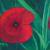 Mohn von pbf