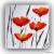 Mohnblumen von