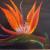 Strelitzia von MiaStella
