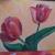 Tulpen von MiaStella